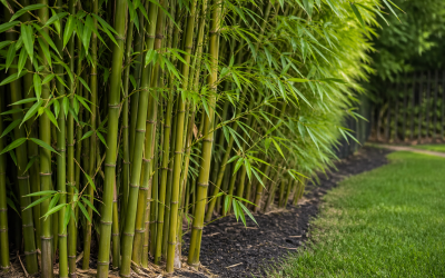 Bamboo Removal and Containment in Maryland